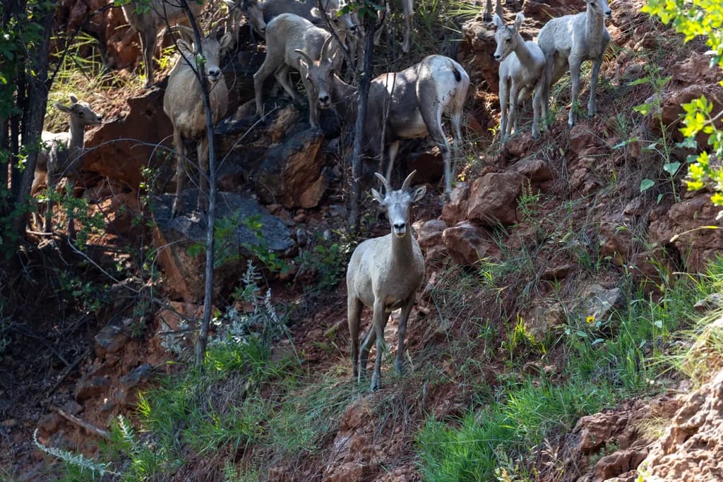 Mountain Goats in Harmony