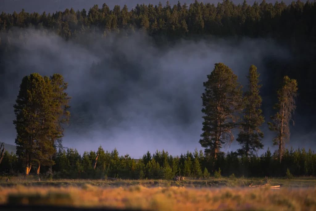 Misty Forest