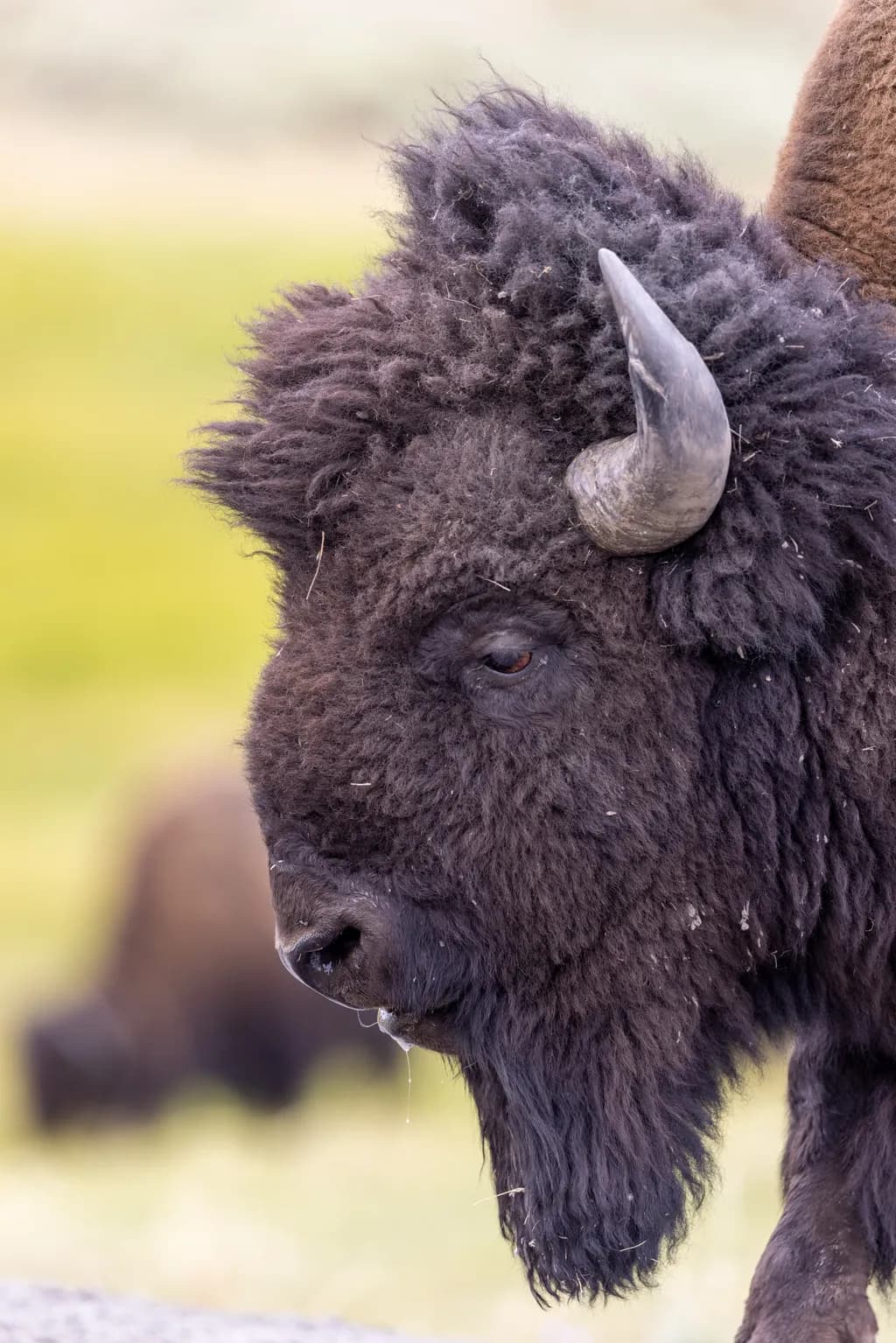 Bison Majesty