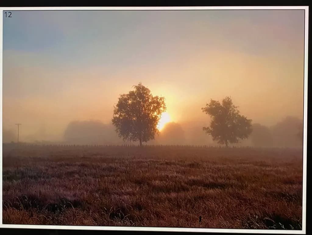 Misty Sunrise Trees