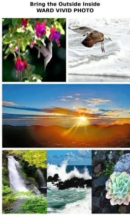 Ward Vivid Nature Collage