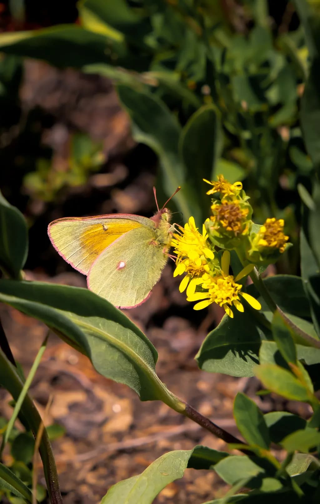 Yellow Butterfly on Flower