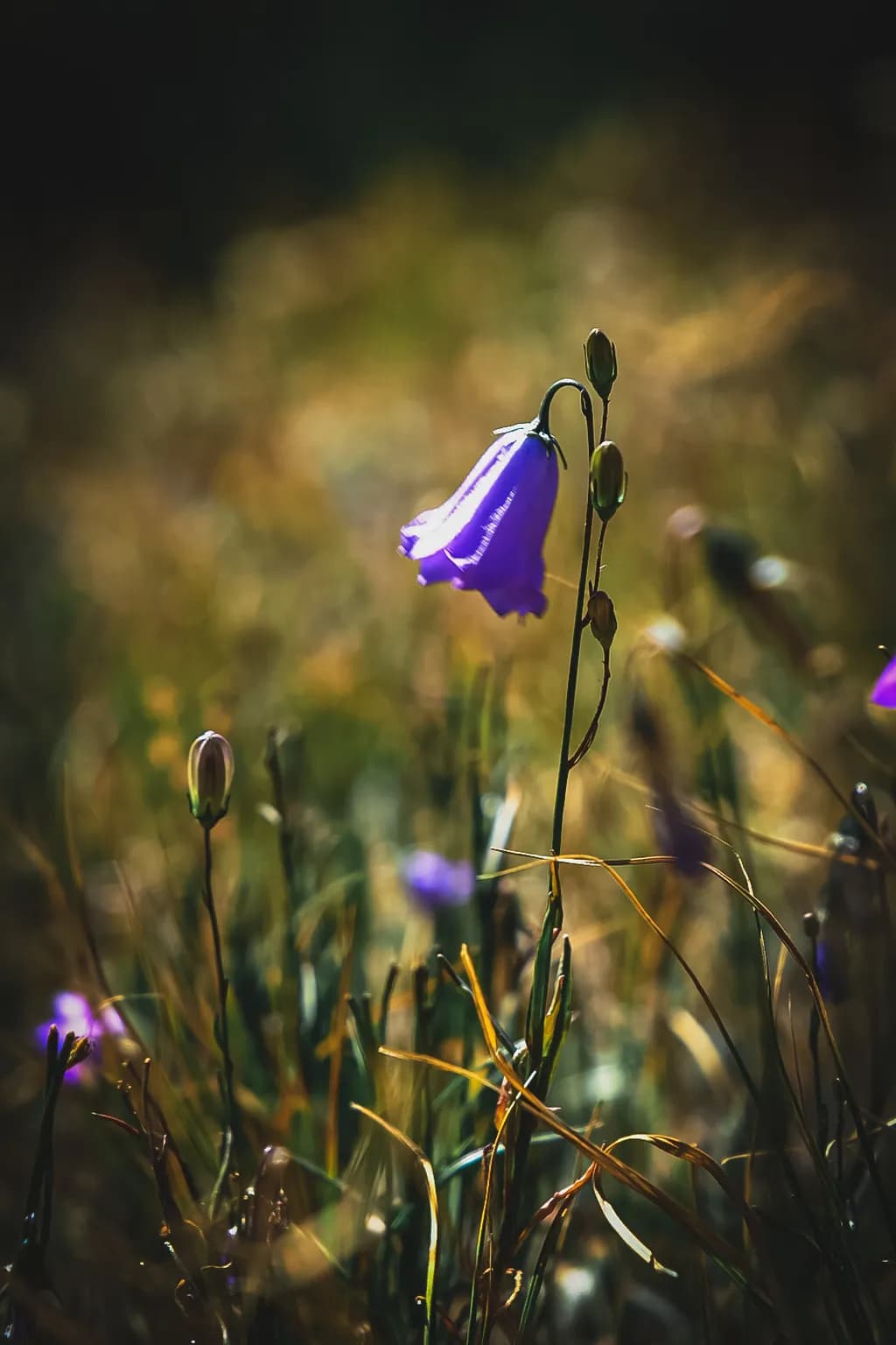 Purple Bellflower Glow