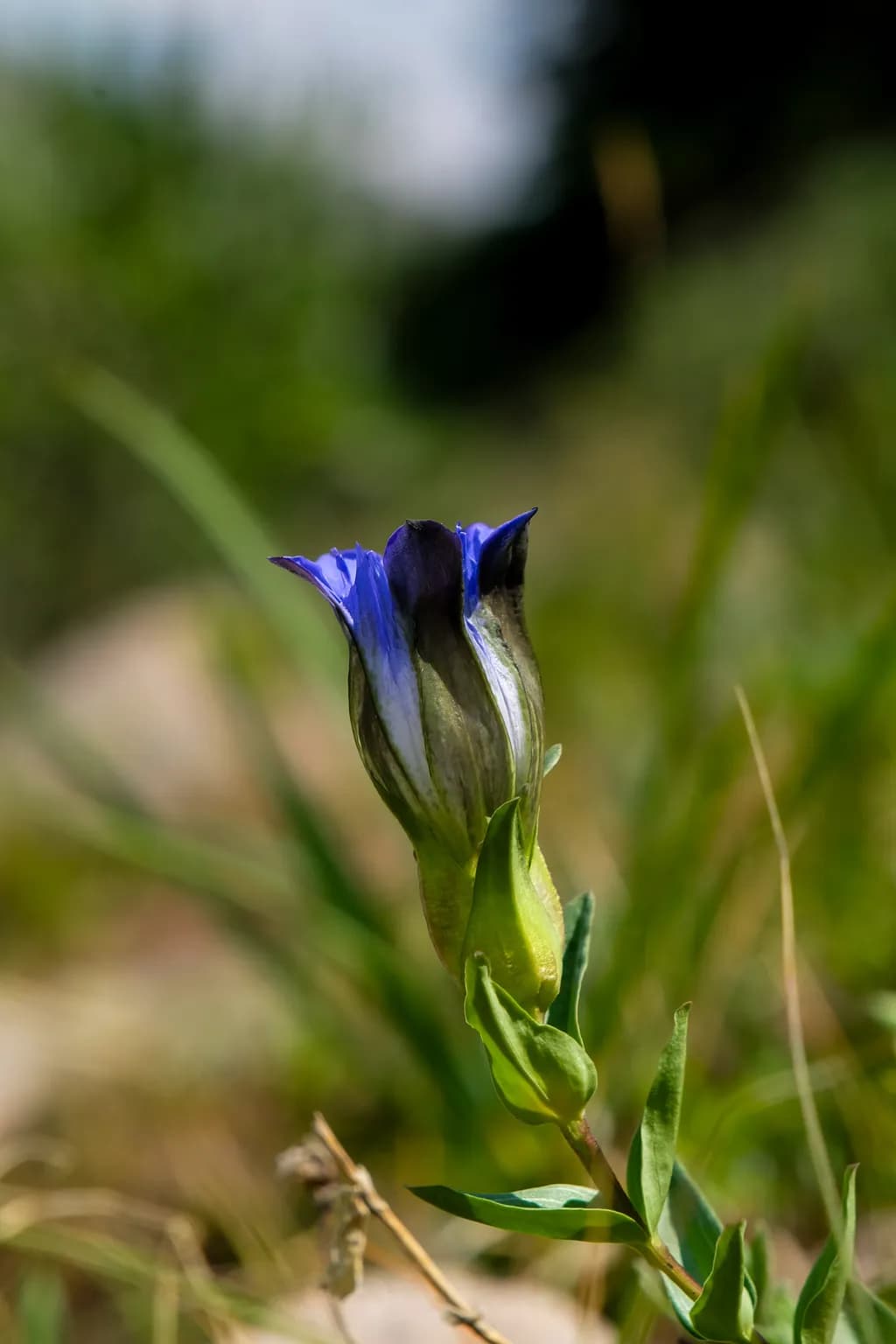 Blue Gentian Bloom