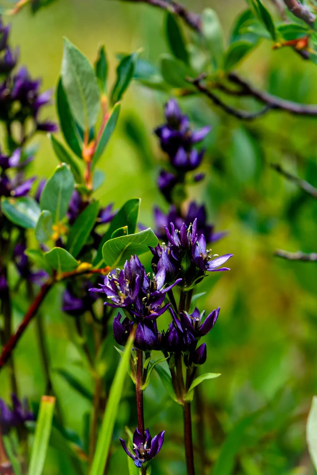 Purple Wildflower Bloom