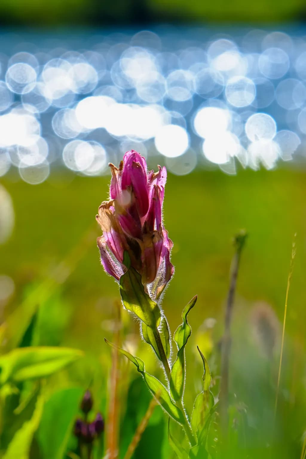 Wildflower by the Water