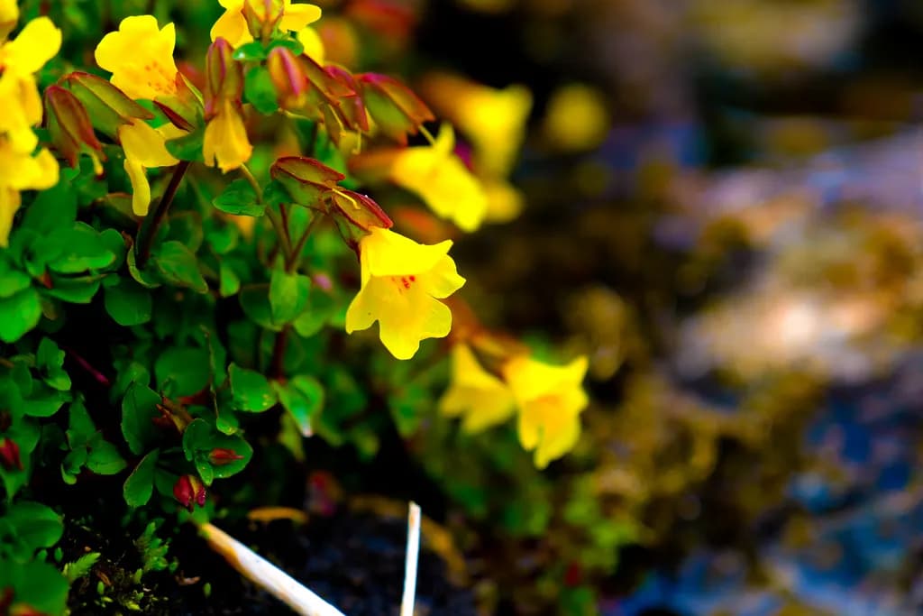 Yellow Blossoms Close-up