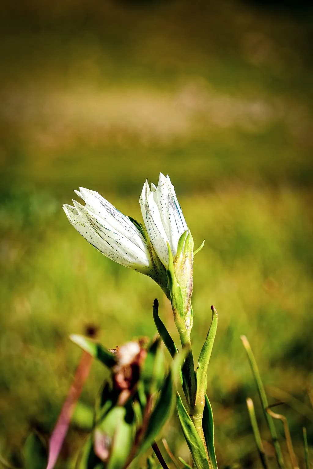 White Flower Buds in Field