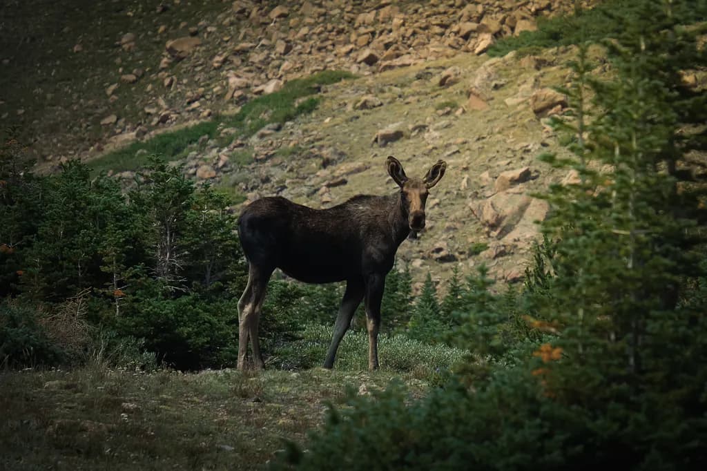 Forest Moose Gaze