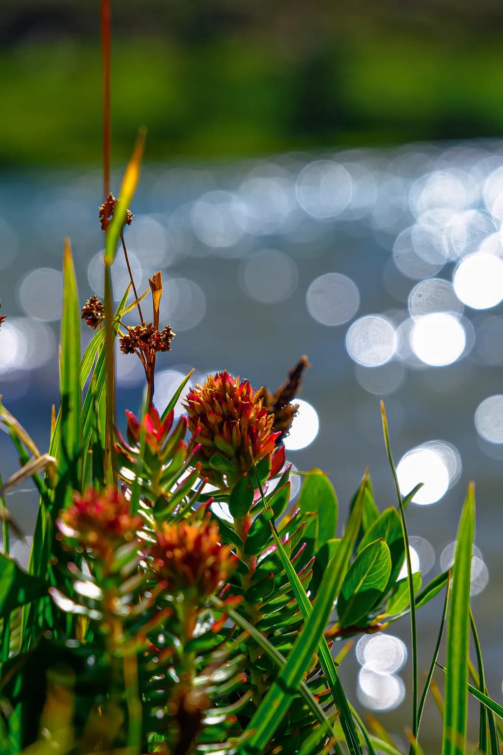 Wildflowers by Water