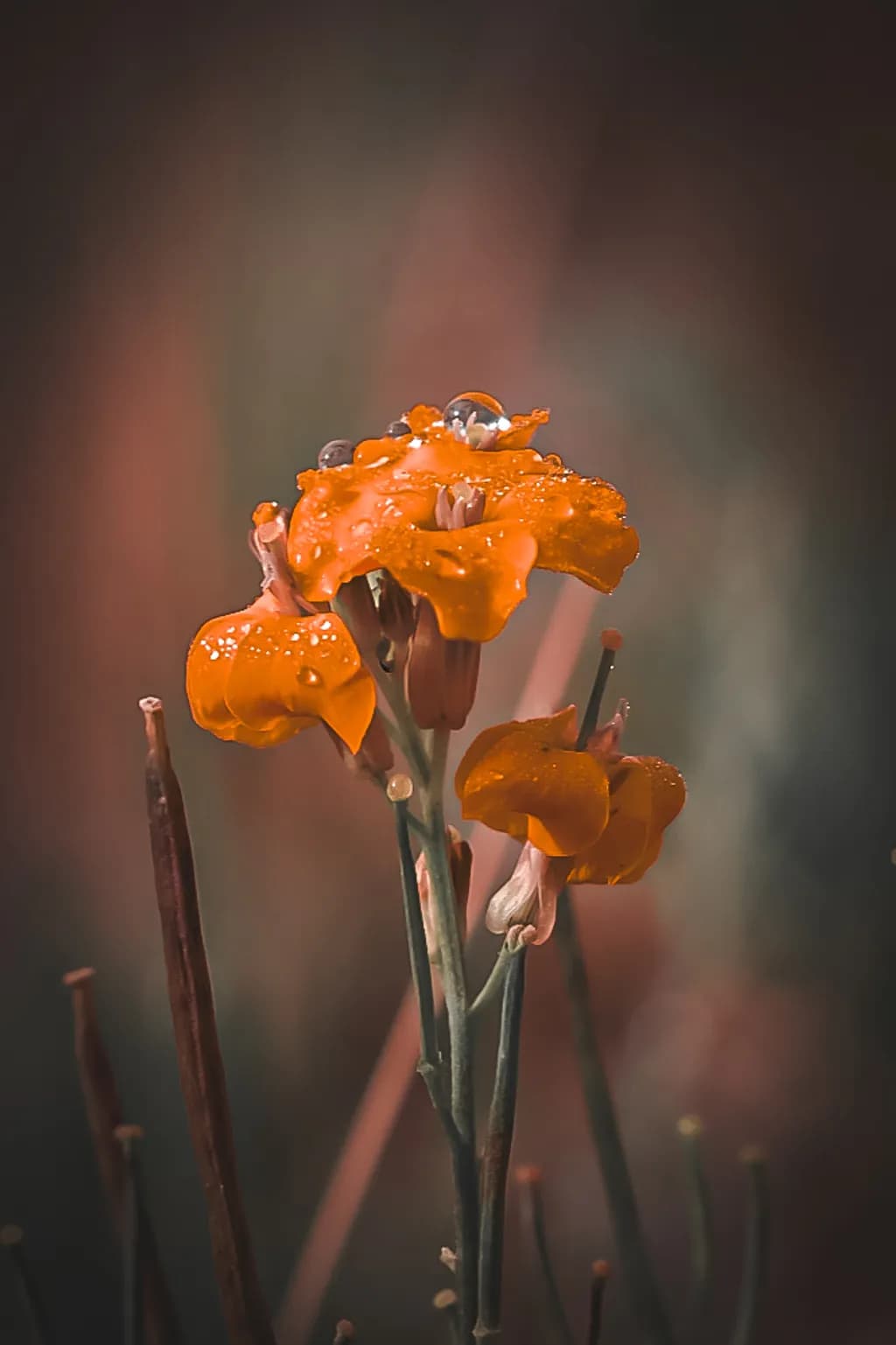 Dewlit Orange Blossoms
