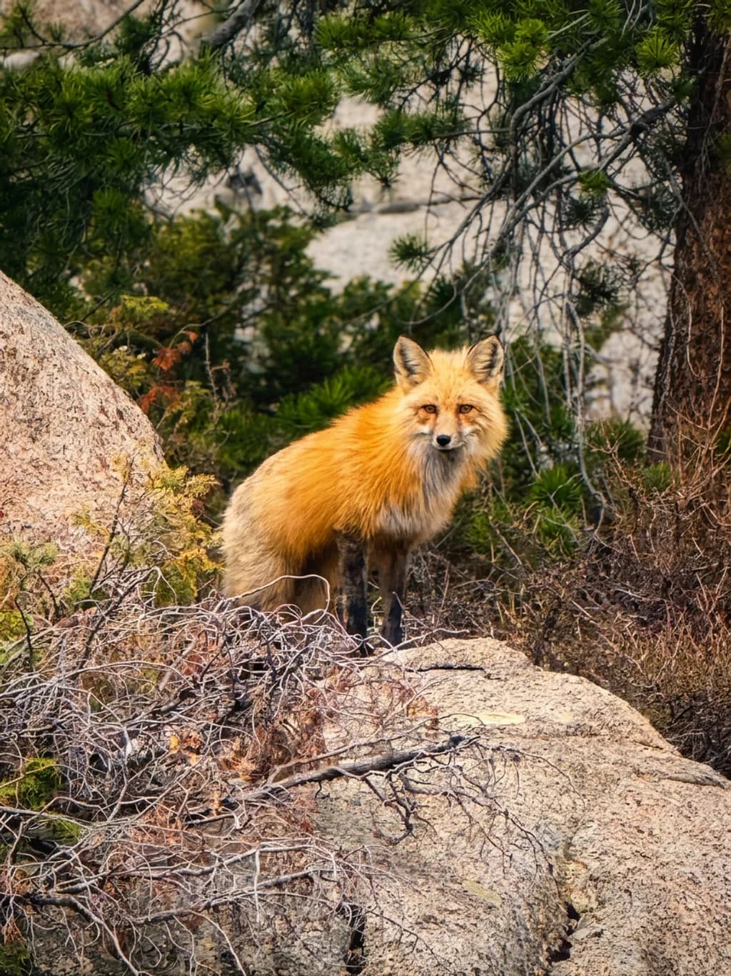 Alert Fox in the Forest