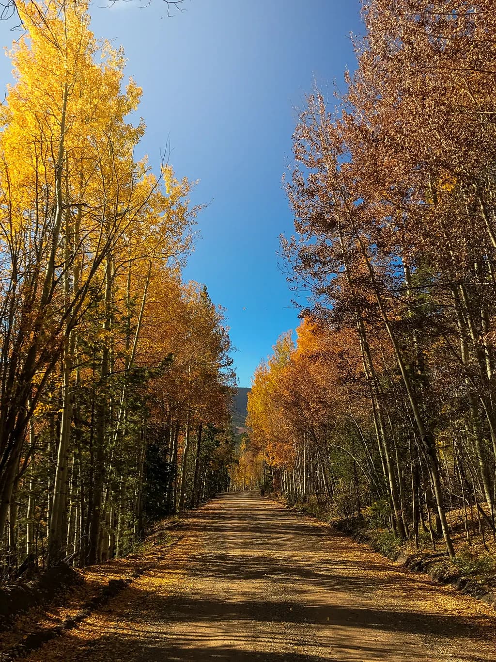 Autumn Forest Path
