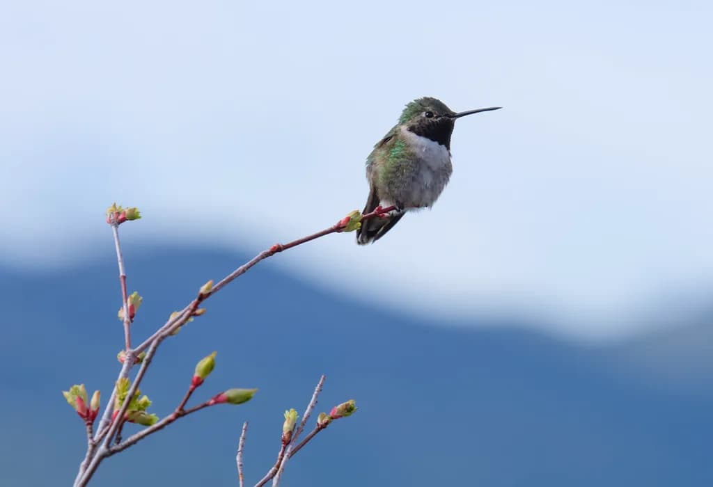 Hummingbird Over Blue Mountains