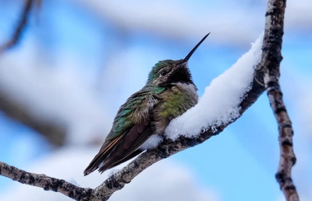Winter's Quiet Watcher