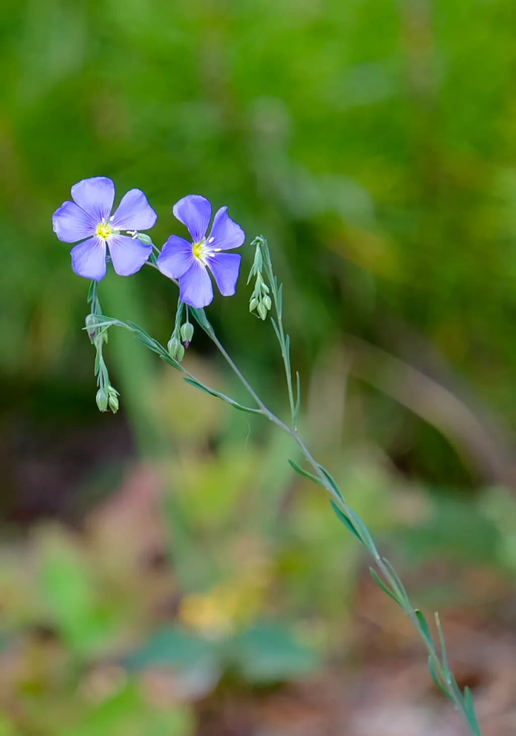 Twin Blue Blossoms