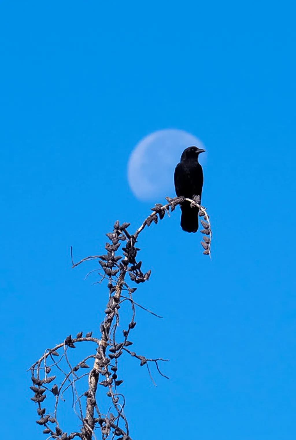 Moonlit Sentinel