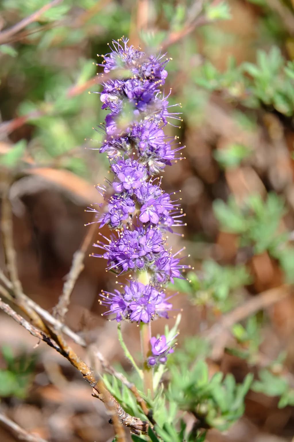 Purple Cascade