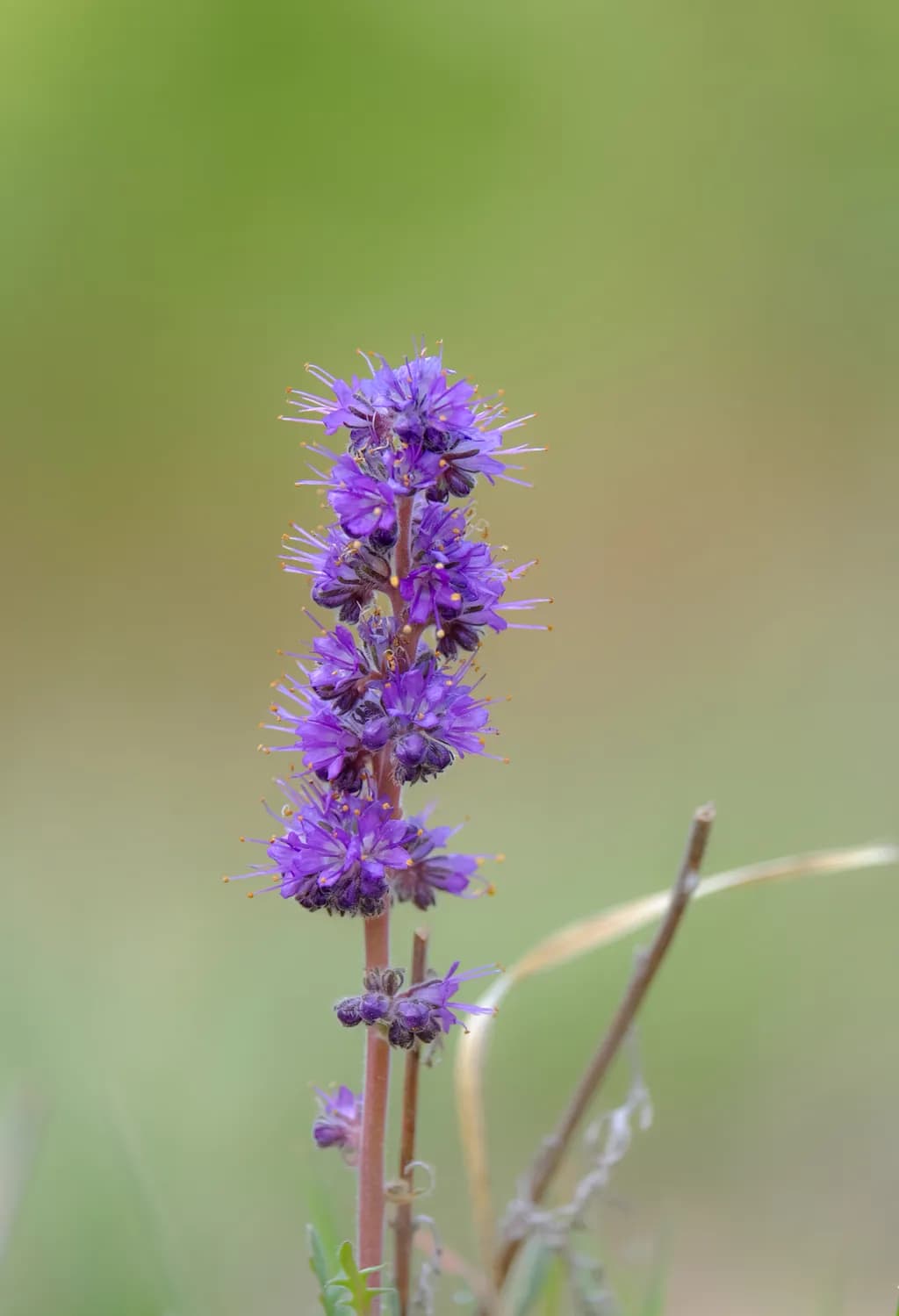 Purple Fringe Bloom