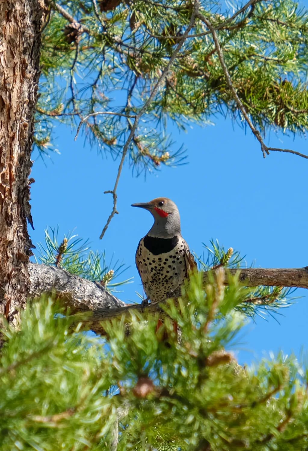 Red-Throated Sentinel