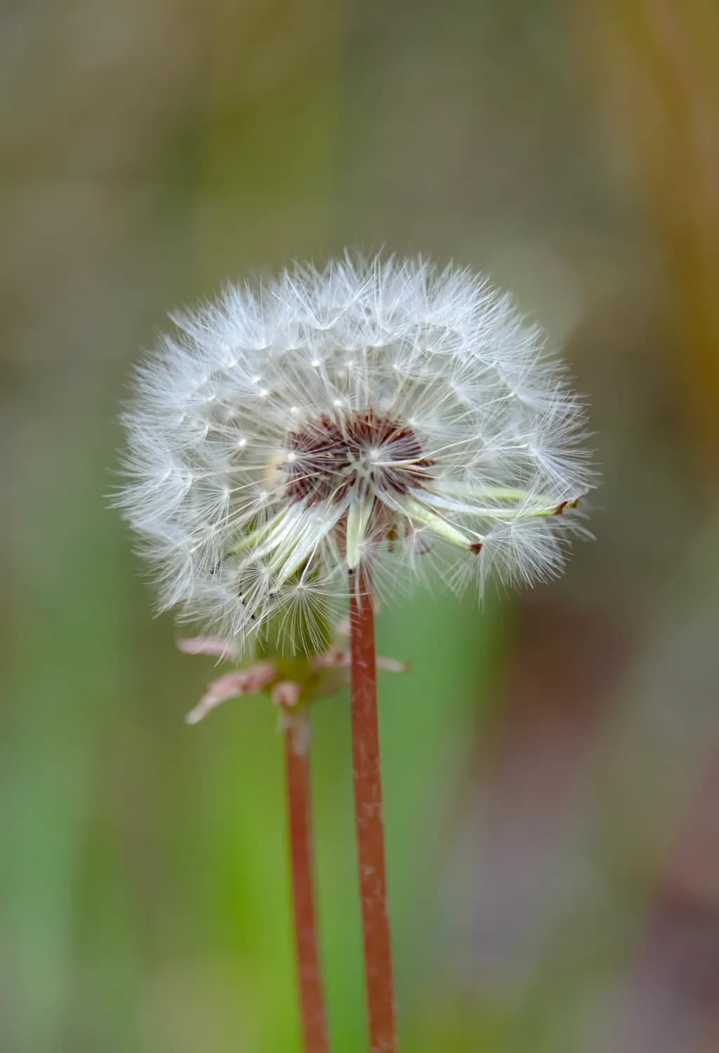 Dandy Seed Dream