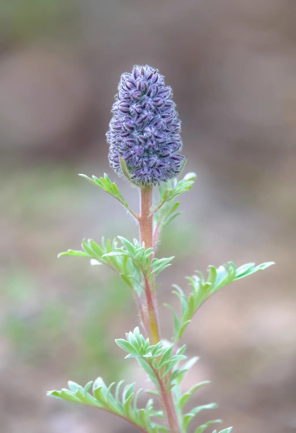 Purple Spring Bloom