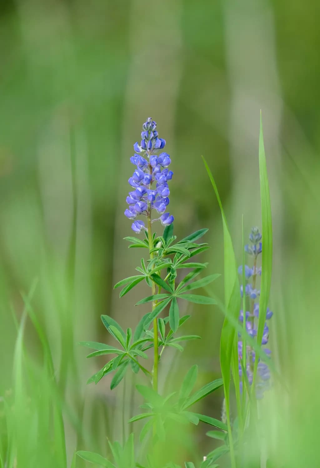 Bluebonnet Solitude