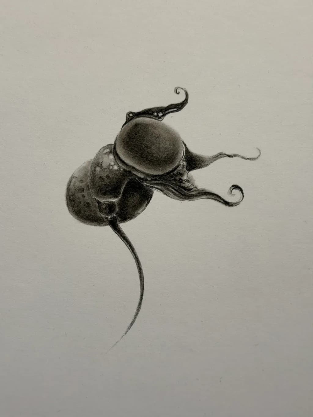 Curled Tentacles