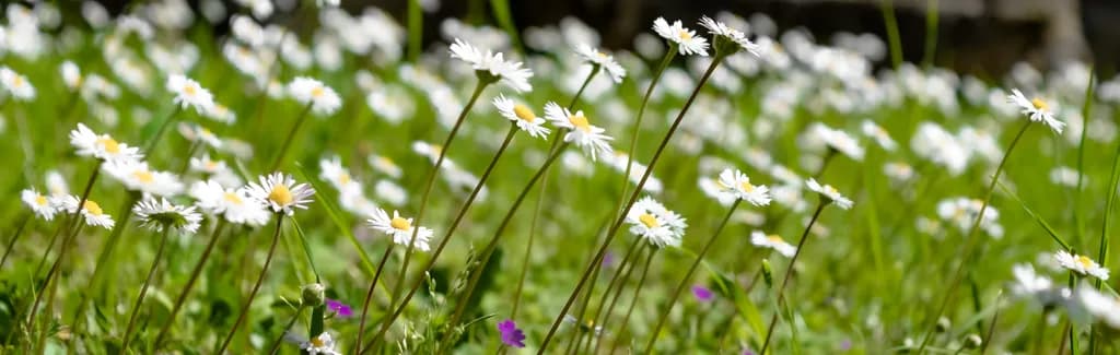 Margherita Meadow