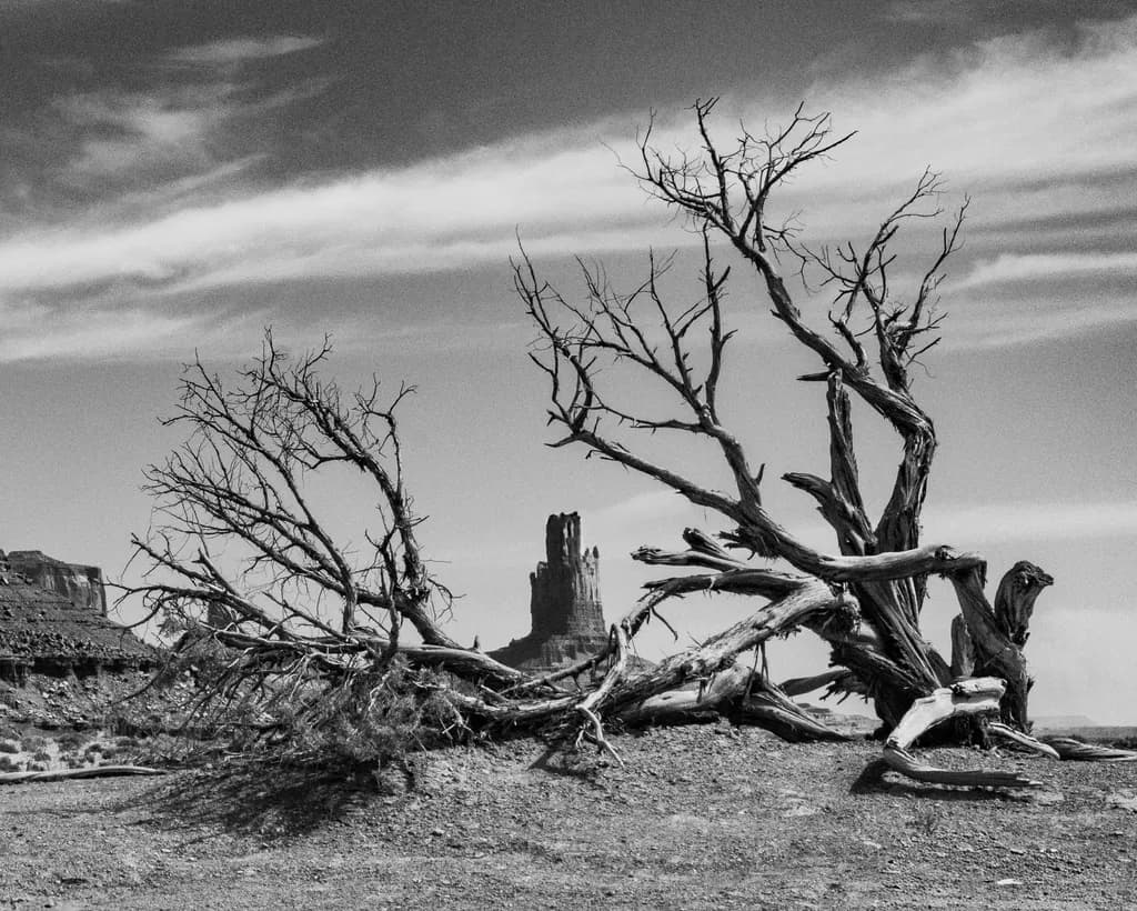 Desert Tree Silhouette