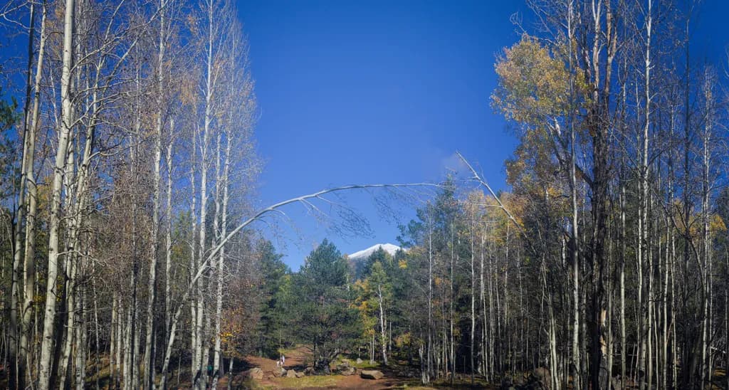 Autumn Birch Trail