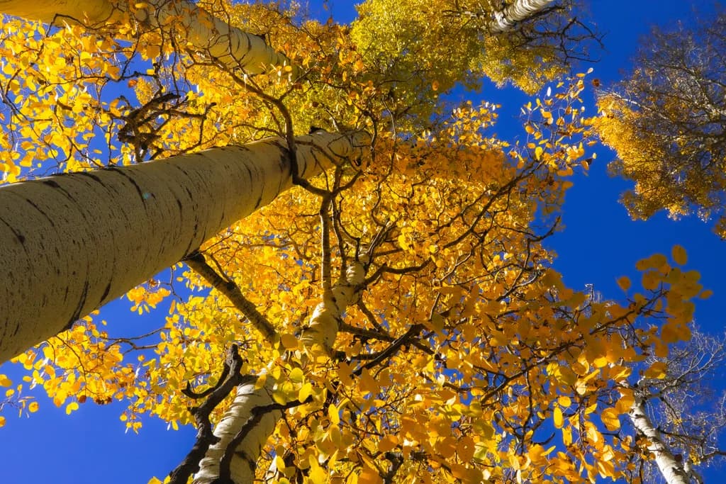 Golden Aspen Canopy