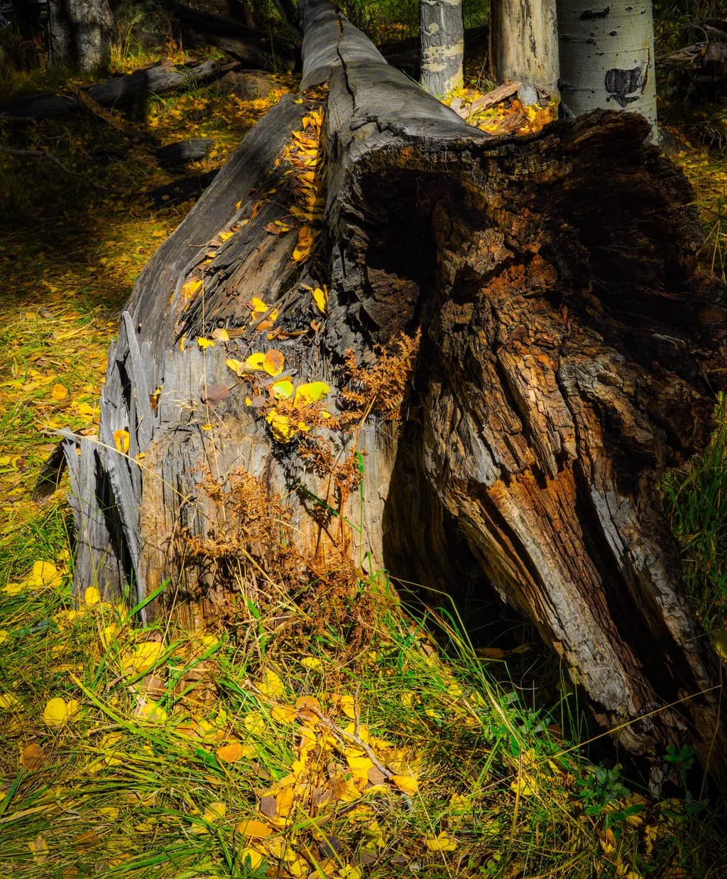 Autumn Fallen Birch