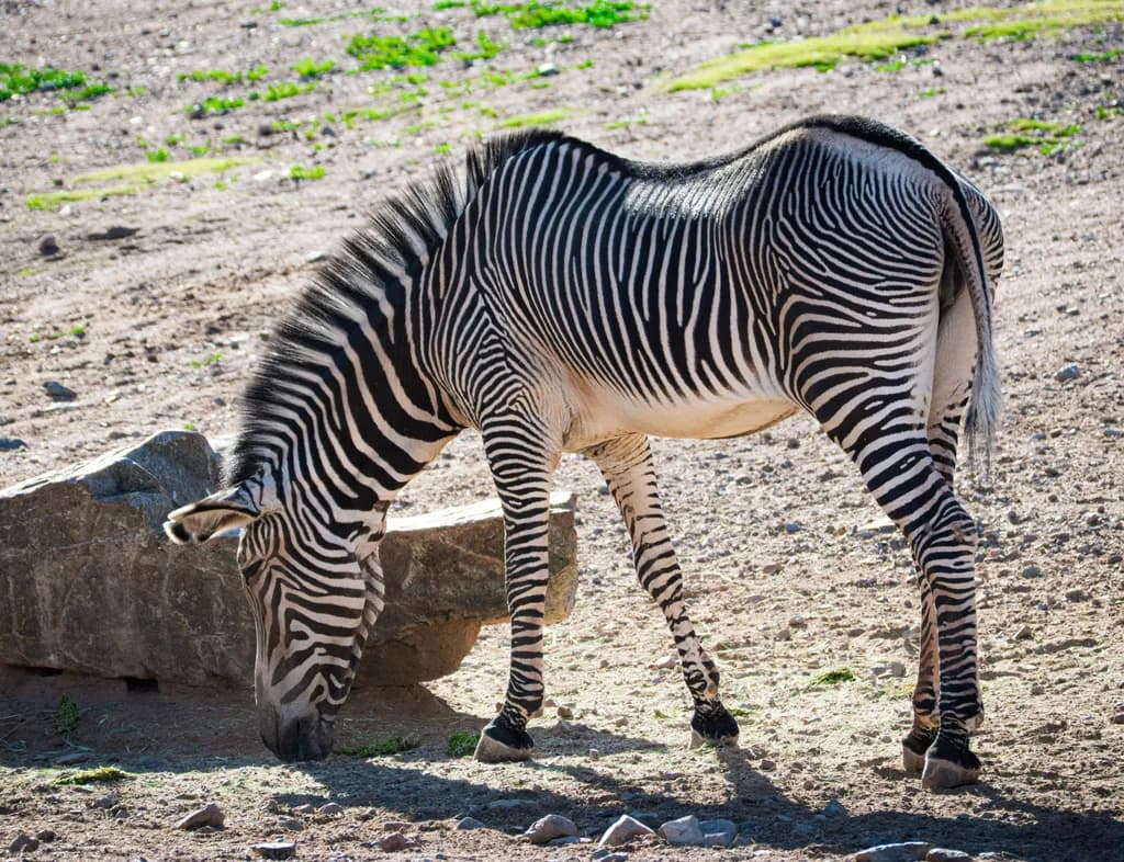 Stripes on the Sunny Side