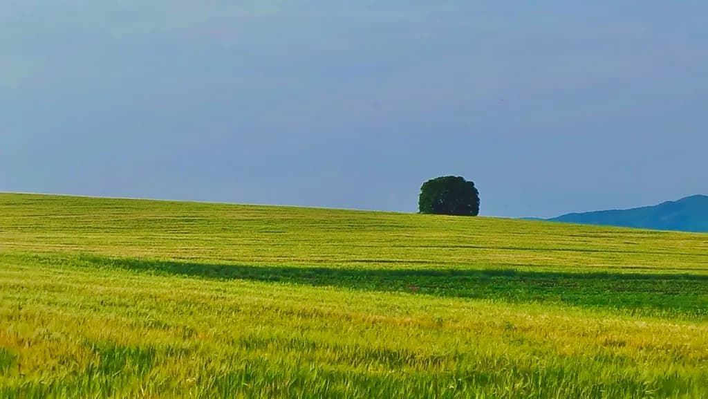 Serenity in Green: A Tranquil Landscape of Fields and Sky