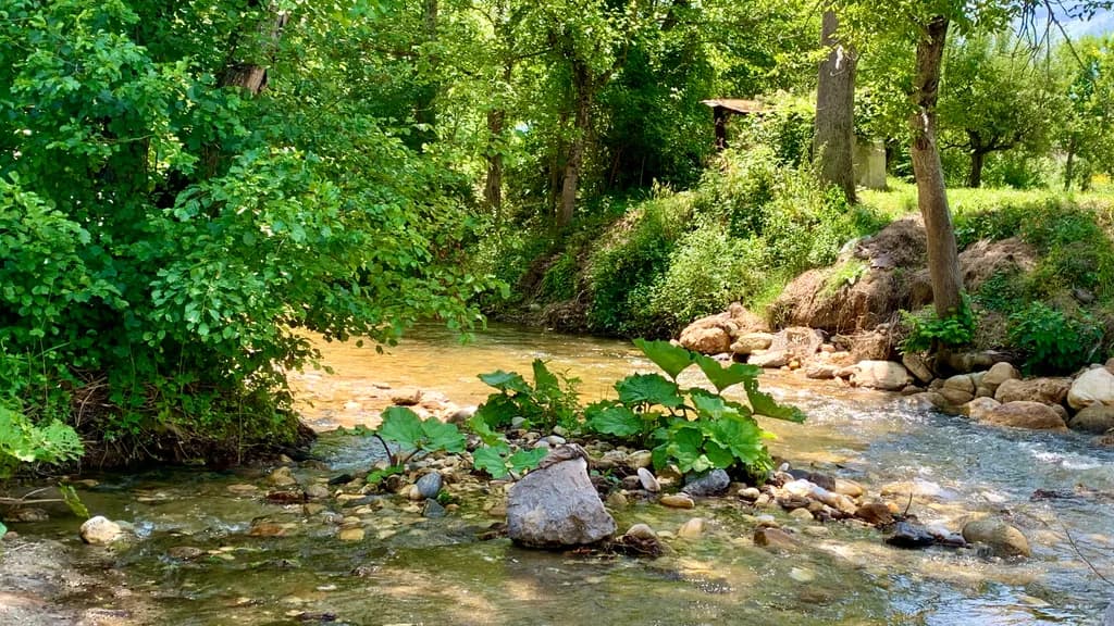Whispers of Tranquility: A Serene Stream Embraced by Lush Greenery