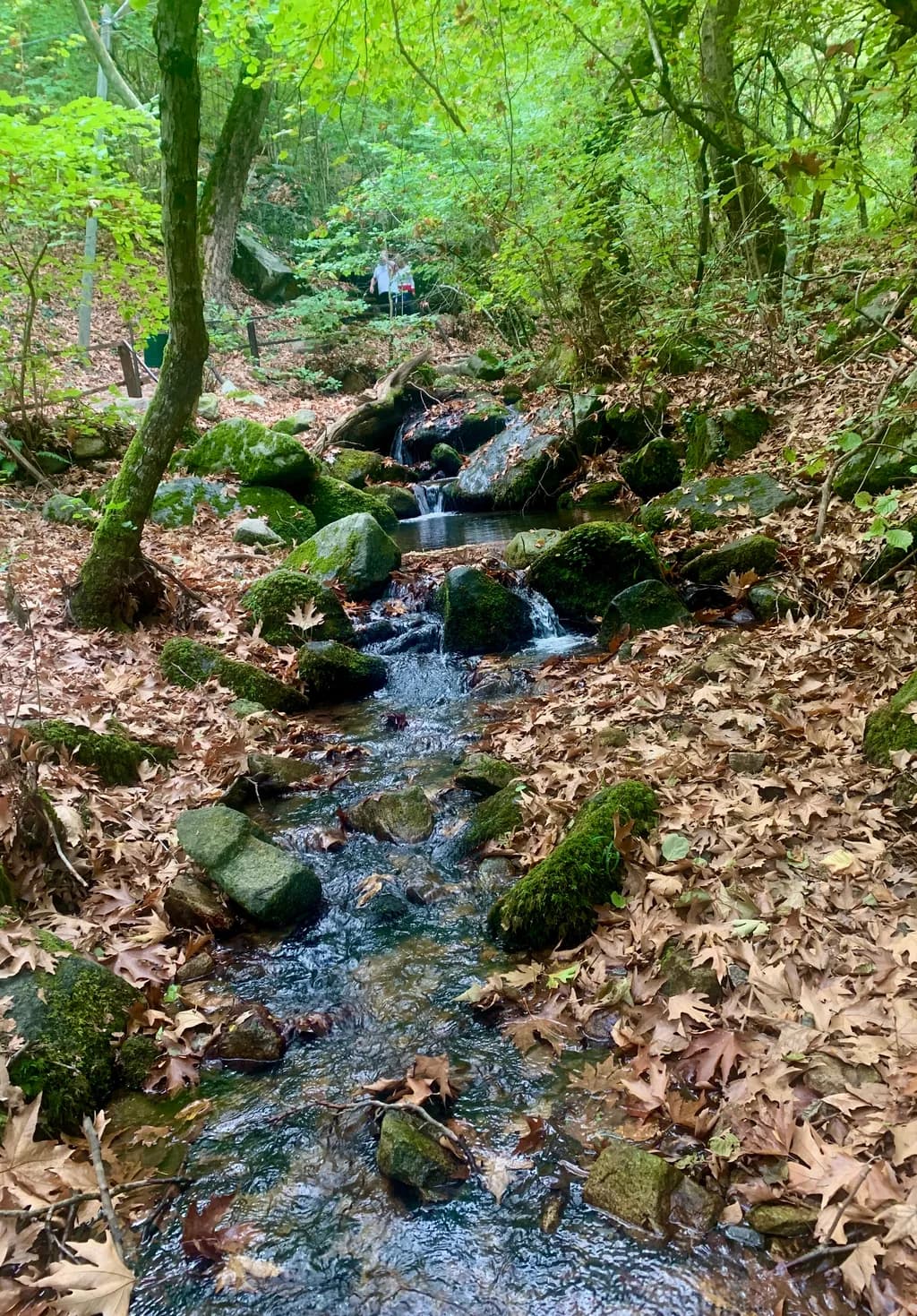 Whispers of the Forest: A Tranquil Stream Among Autumn Leaves