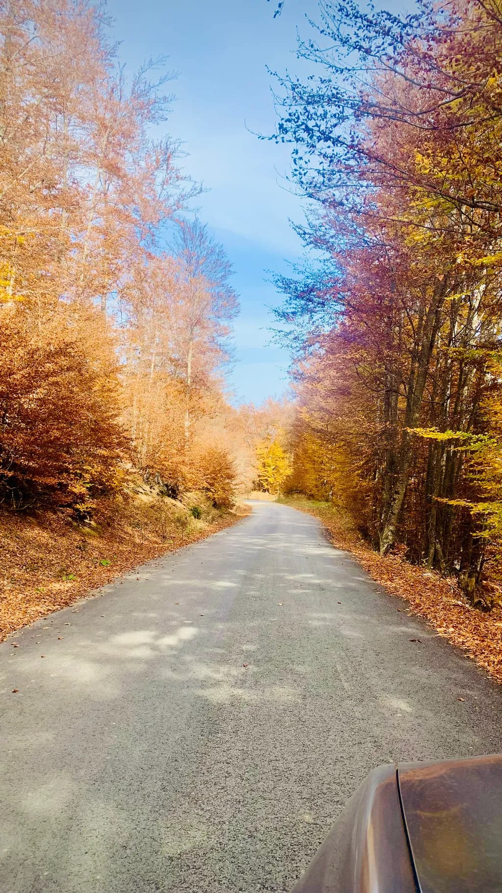 Autumn Serenity: A Tranquil Road Through Golden Trees