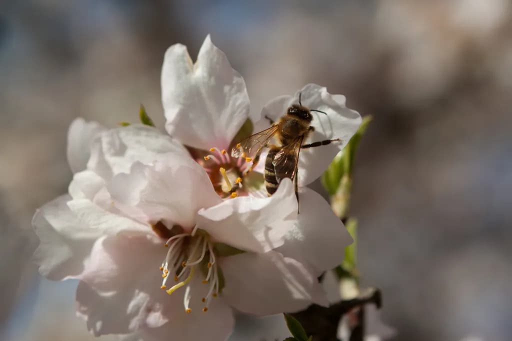 Spring Buzz