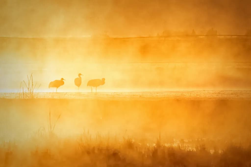 Gold at Daybreak