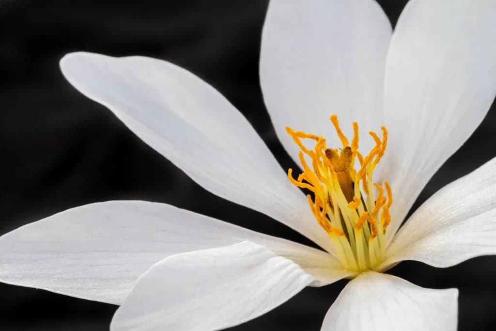 Bloodroot