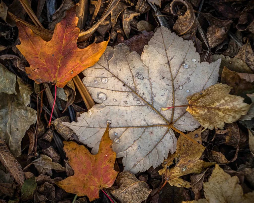 Leaves #2