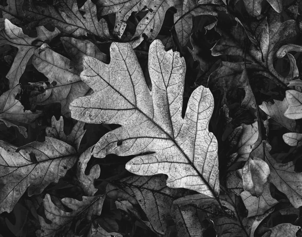 The Old Oak Leaf