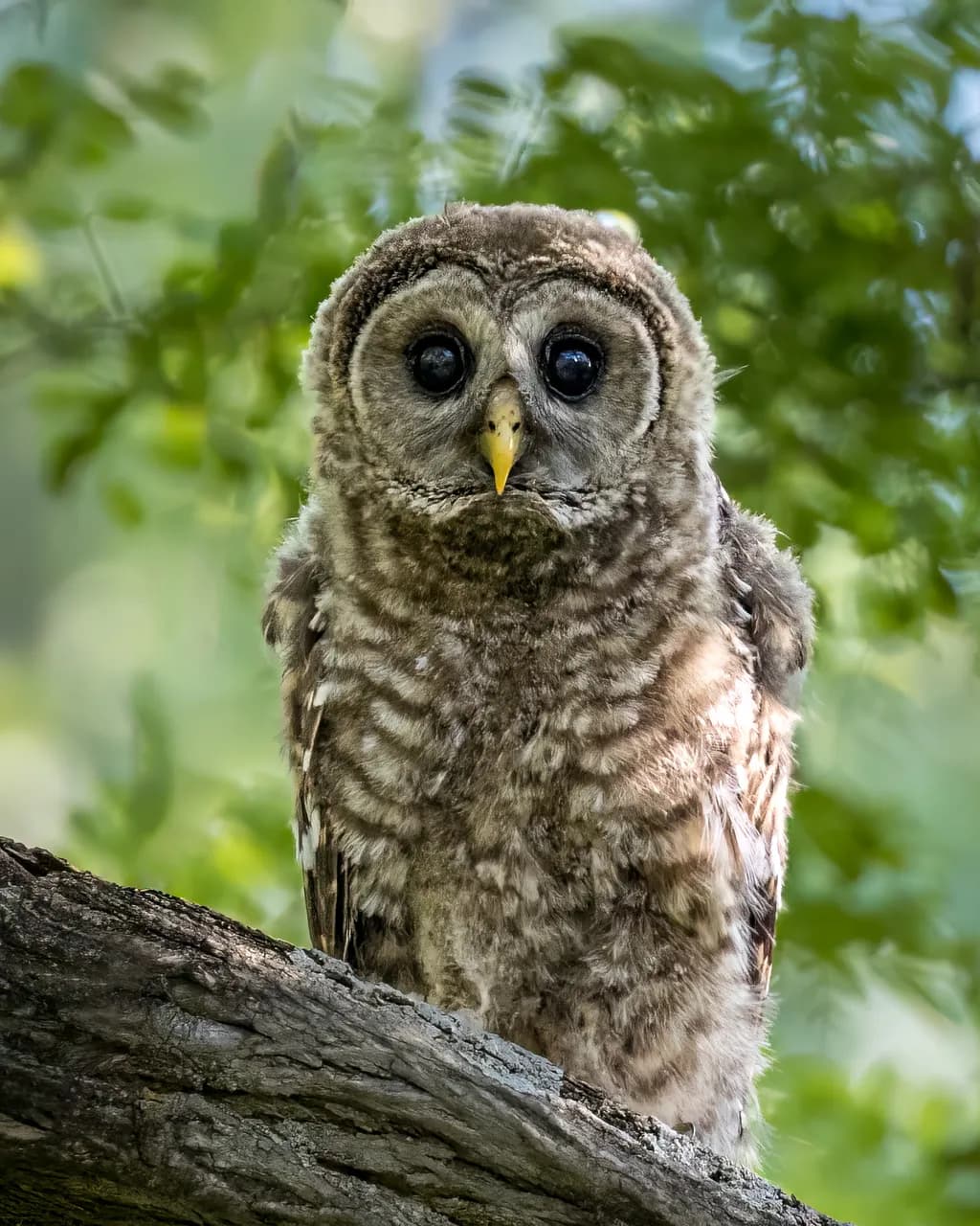 Wild Eye Wonder