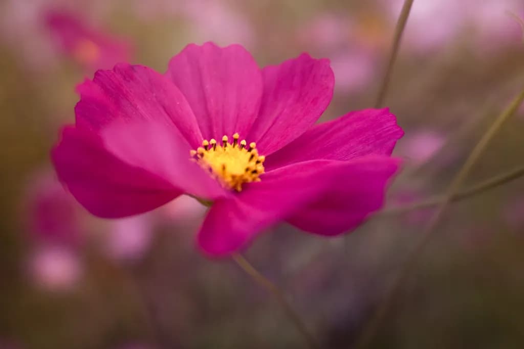 Whispers of Pink: A Macro Journey into Floral Beauty