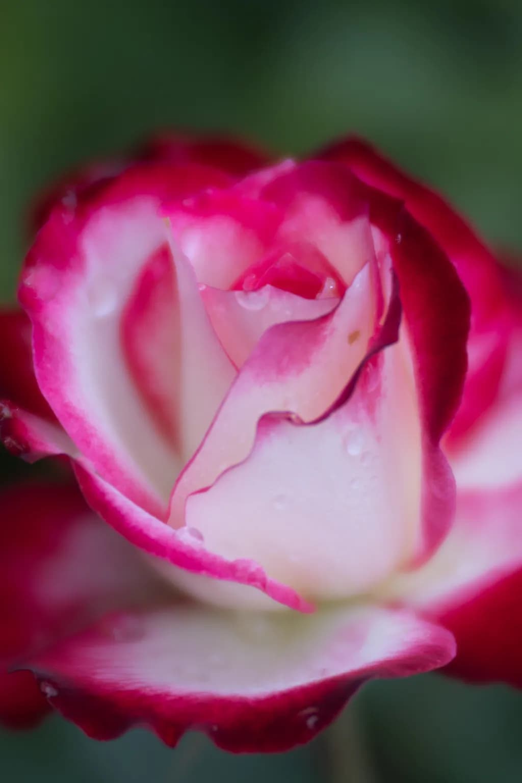Whispers of a Rose: A Delicate Dance of Pink Petals and Dewdrops