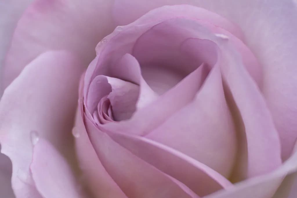 Whispers of Lavender: A Close-Up Journey into the Heart of a Rose