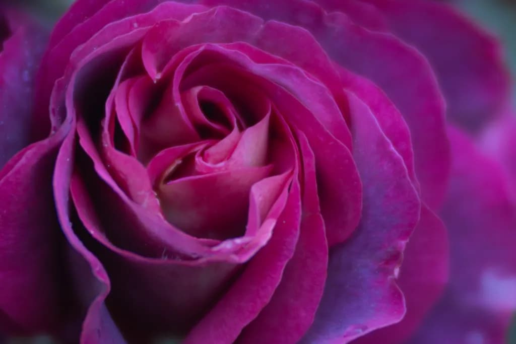 Whispers of a Velvet Rose: A Close-Up Journey into Nature's Elegance