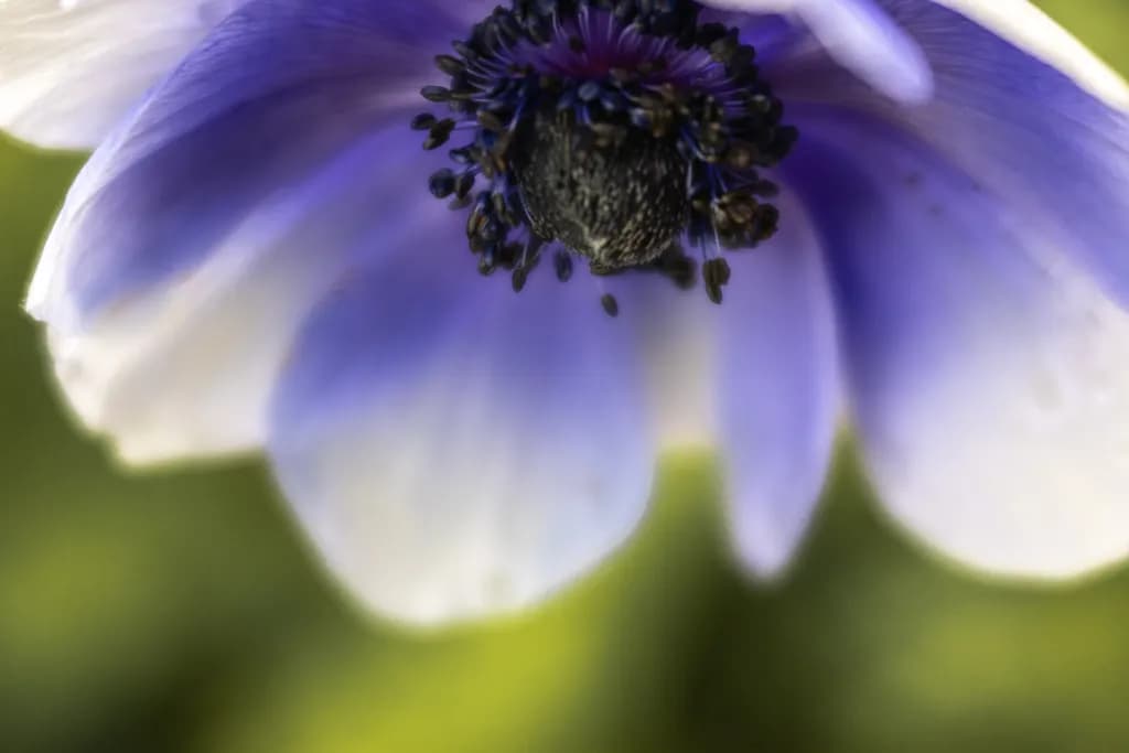 Whispers of Spring: A Close-Up Encounter with Nature's Beauty