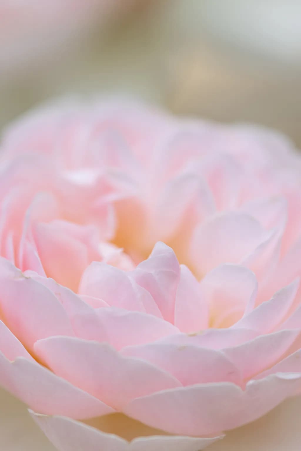 Whispers of Pink Petals: A Delicate Dance of Nature's Softness